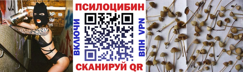 Галлюциногенные грибы Psilocybe  где купить наркоту  Лесосибирск 